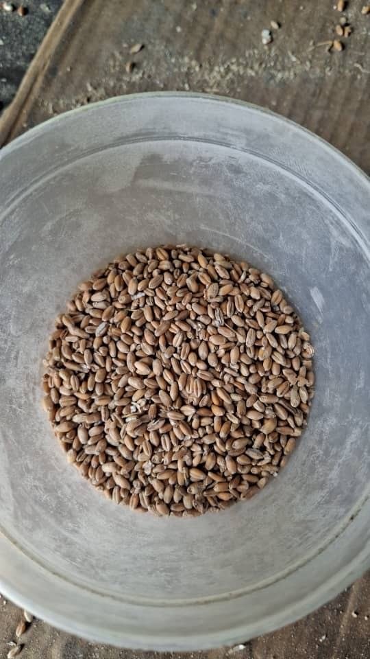 Feed Wheat